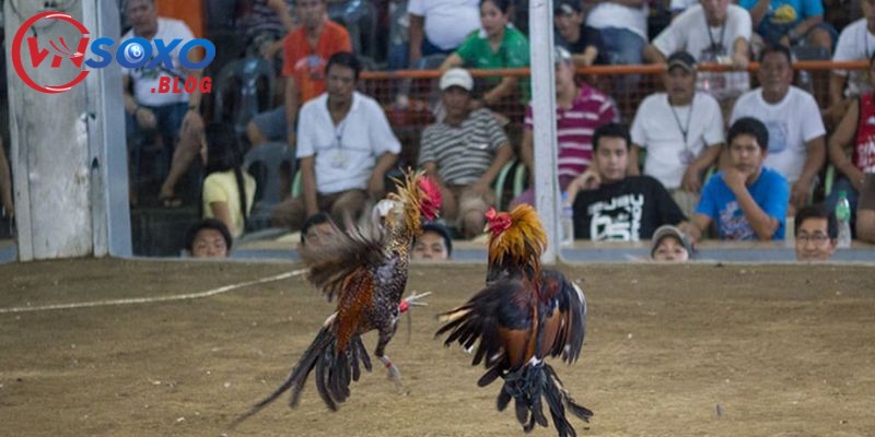 Chuẩn bị khi đá gà Thomo là gì