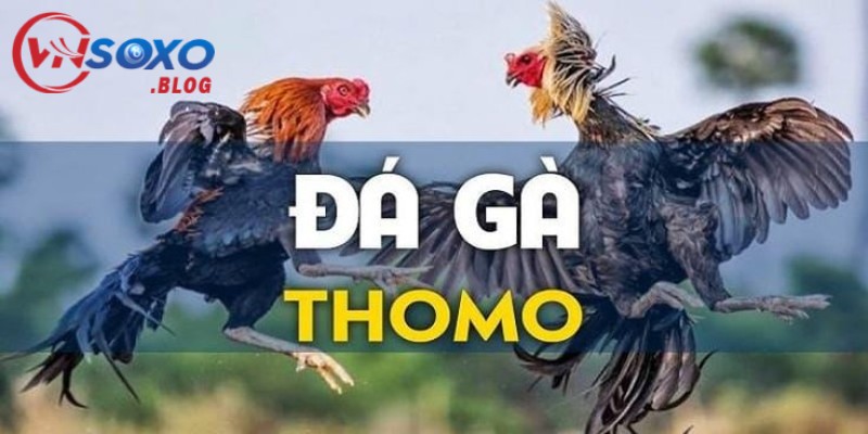 Đá gà thomo là gì